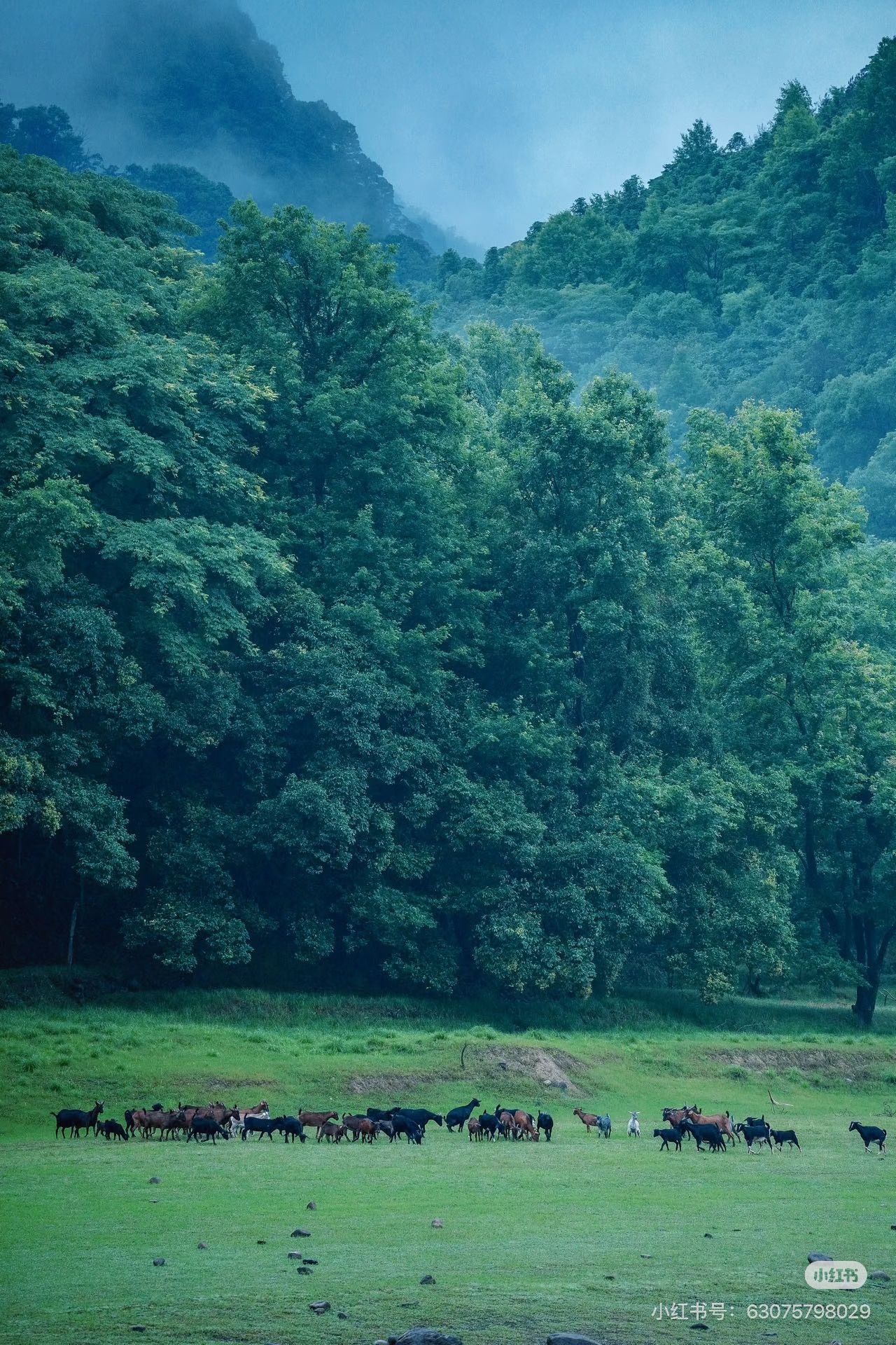 山林与草地